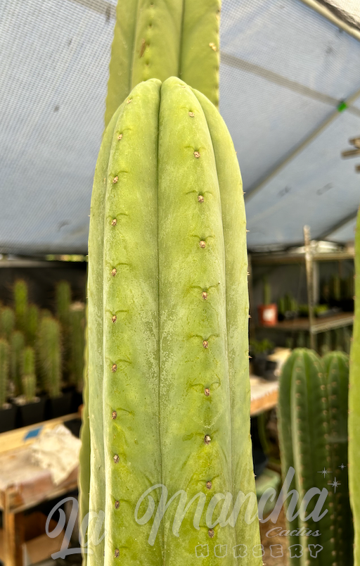 San Pedro Cactus - Trichocereus Scopulicola x Juul’s Giant