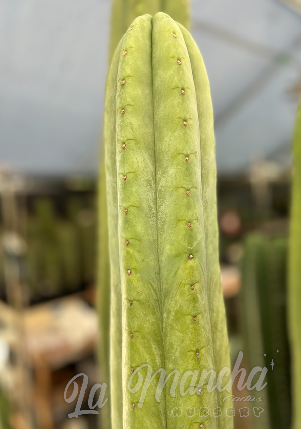 San Pedro Cactus - Trichocereus Scopulicola x Juul’s Giant