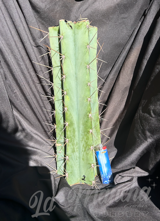 San Pedro Cactus - Trichocereus Peruvianus x T Huanucoensis