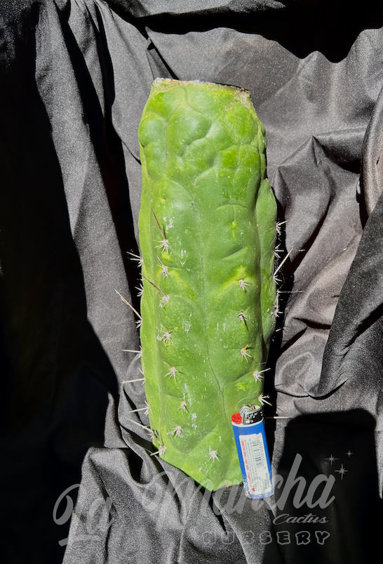 San Pedro Cactus Trichocereus Pachanoi f. Monstrosus Mutant Clone A