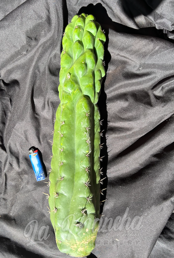 San Pedro Cactus Trichocereus Pachanoi f. Monstrosus Mutant Clone A