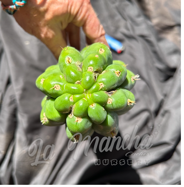 San Pedro Cactus Trichocereus Pachanoi f. Monstrosus Mutant Clone A