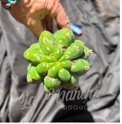 San Pedro Cactus Trichocereus Pachanoi f. Monstrosus Mutant Clone A