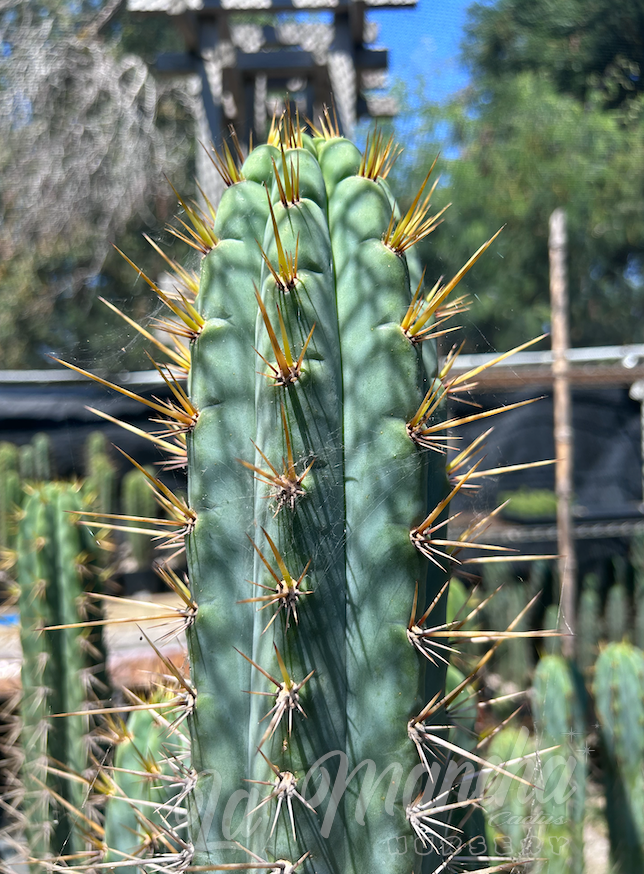 San Pedro Cactus - Trichocereus Knuthianus