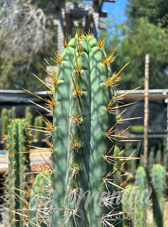 San Pedro Cactus - Trichocereus Knuthianus