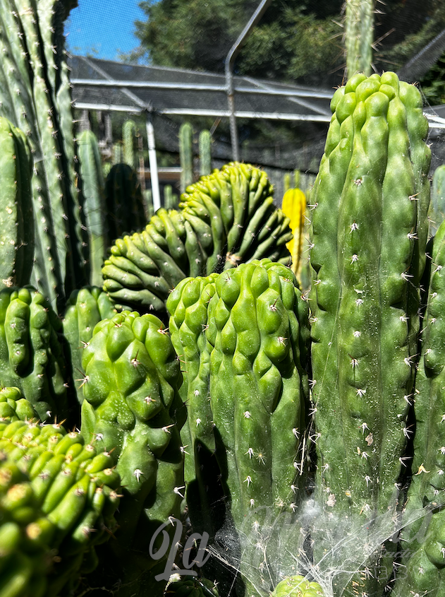 San Pedro Cactus Trichocereus Pachanoi f. Monstrosus Mutant Clone A