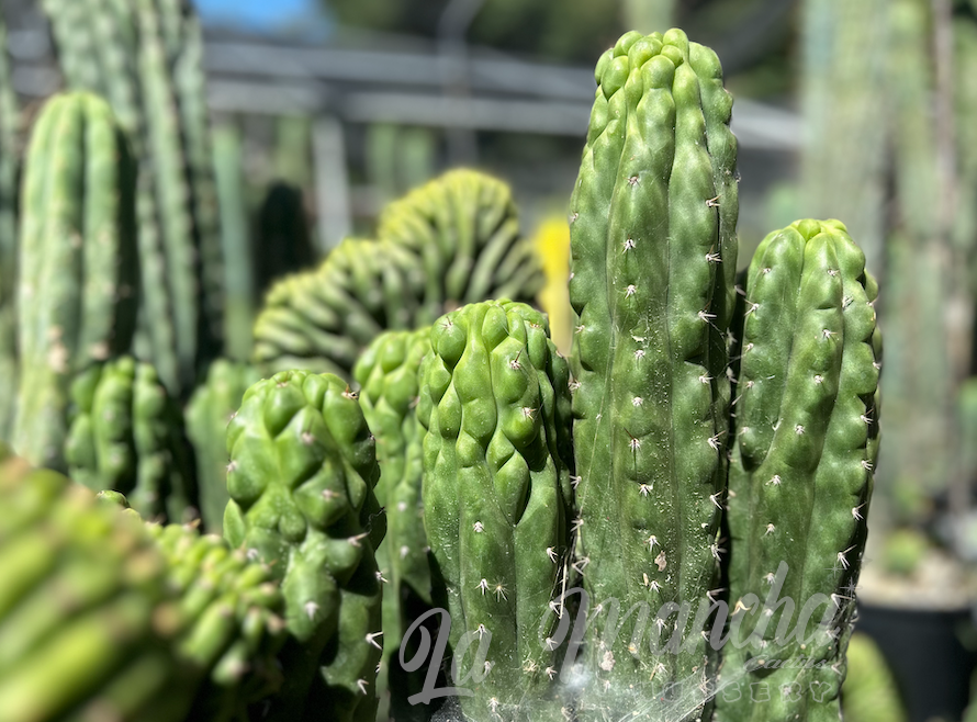 San Pedro Cactus Trichocereus Pachanoi f. Monstrosus Mutant Clone A