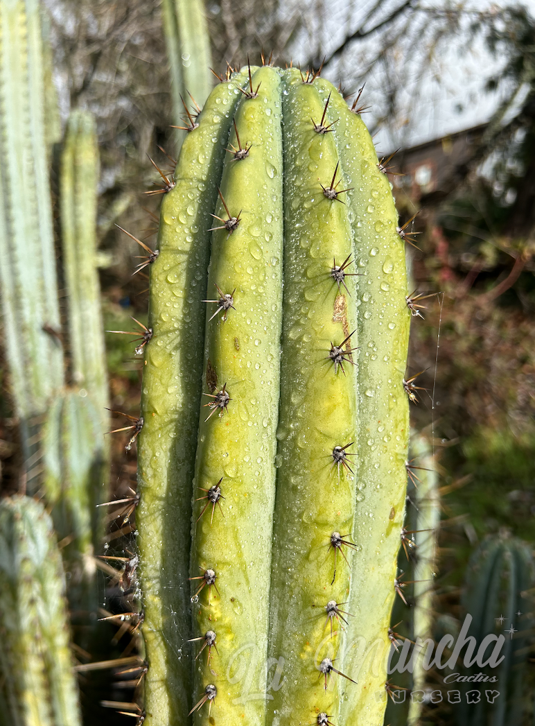 San Pedro Cactus - Trichocereus Pachanoi Tammy