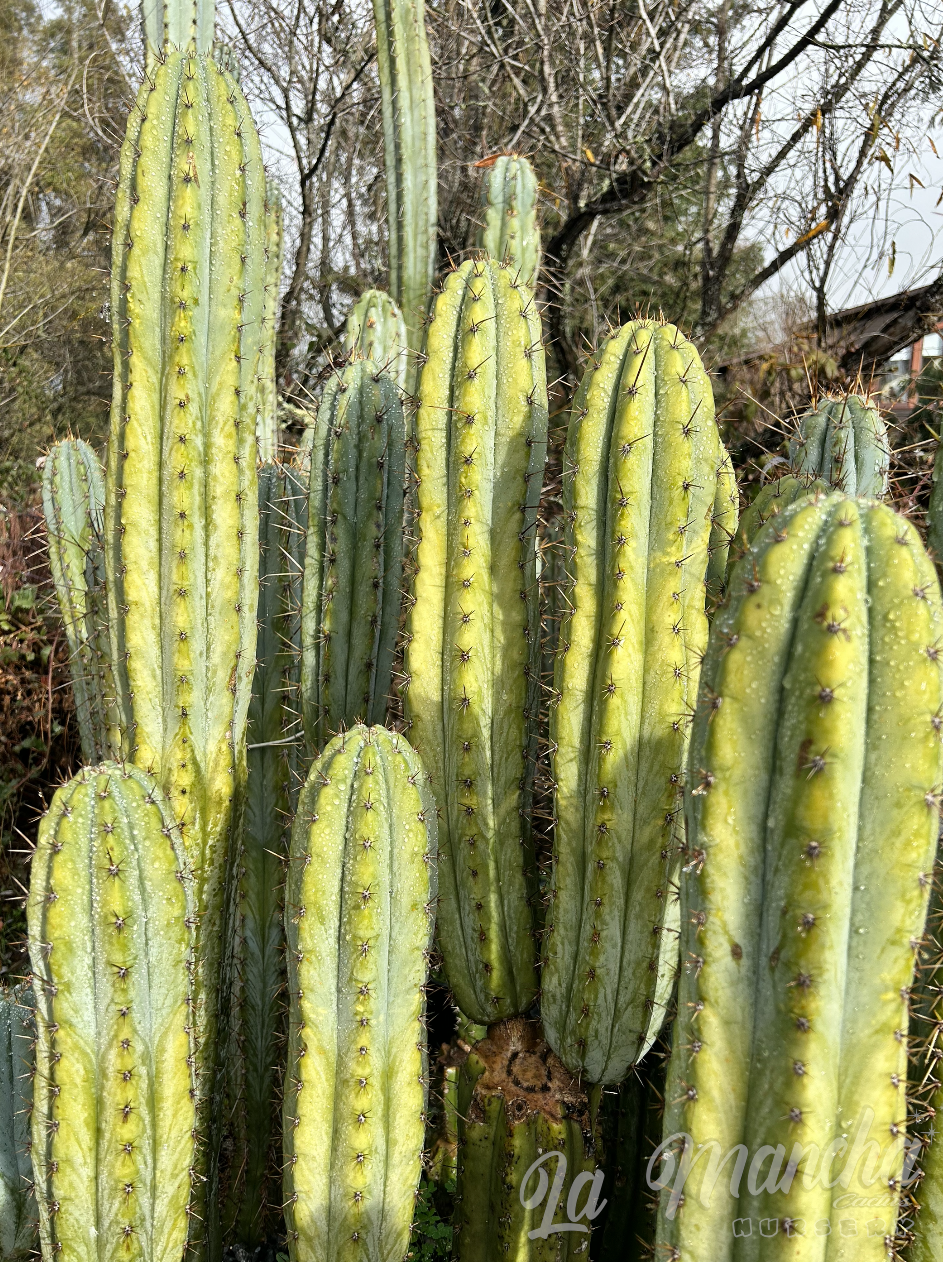 San Pedro Cactus - Trichocereus Pachanoi Tammy