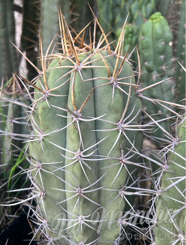 San Pedro Cactus - Trichocereus Wedermanius