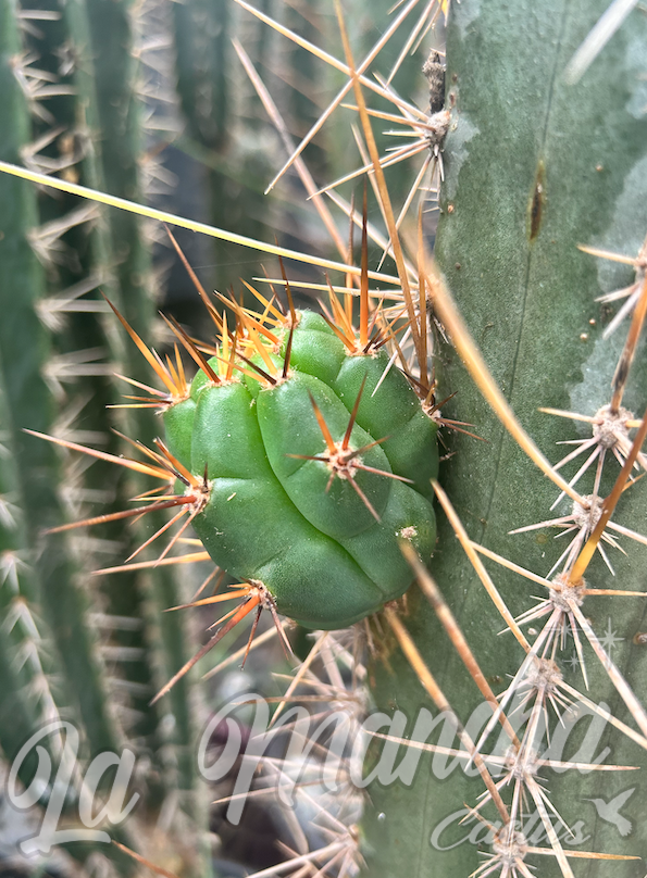 San Pedro Cactus - Trichocereus SS02 x Kimuras Spiny Giant