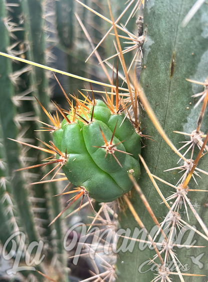 San Pedro Cactus - Trichocereus SS02 x Kimuras Spiny Giant