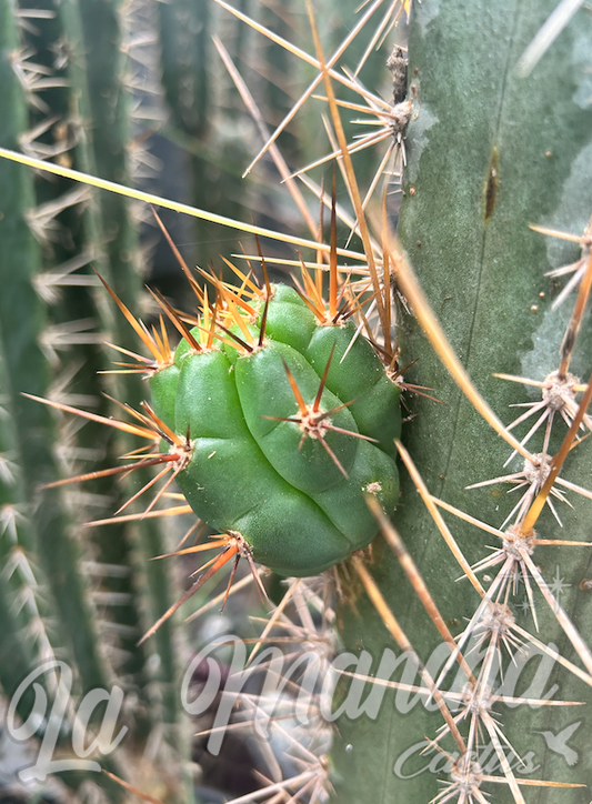 San Pedro Cactus - Trichocereus SS02 x Kimuras Spiny Giant