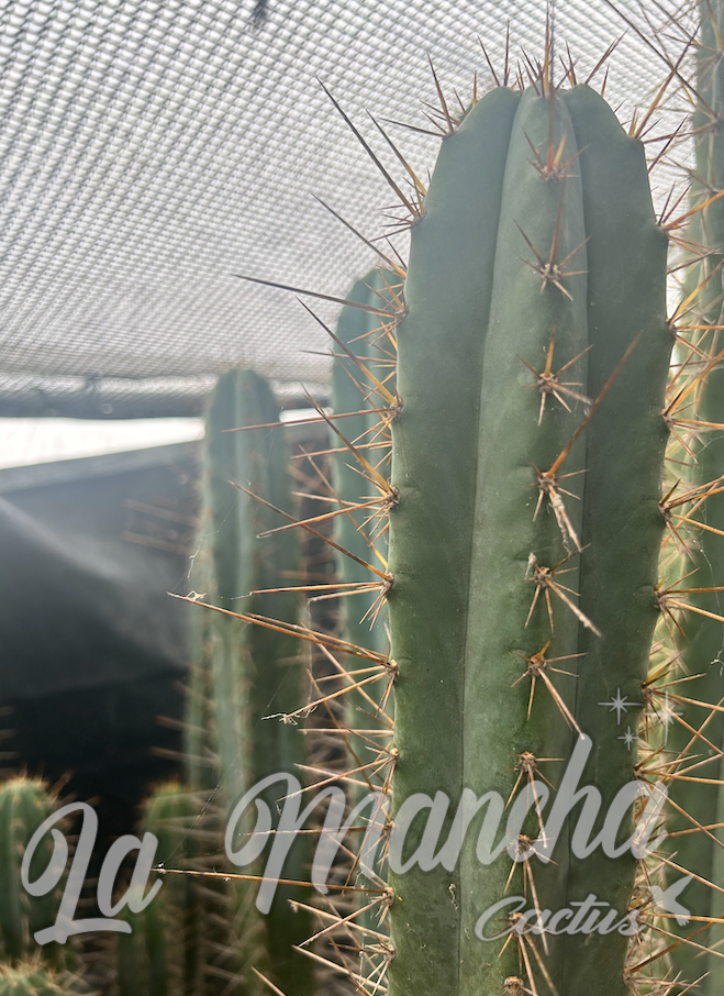 San Pedro Cactus - Trichocereus SS02 x Kimuras Spiny Giant