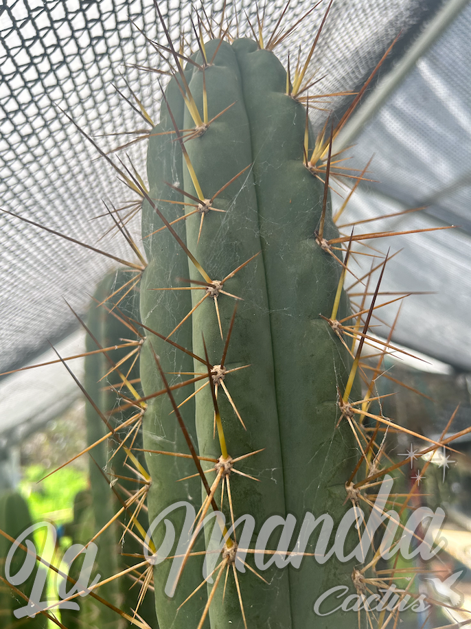 San Pedro Cactus - Trichocereus SS02 x Kimuras Spiny Giant