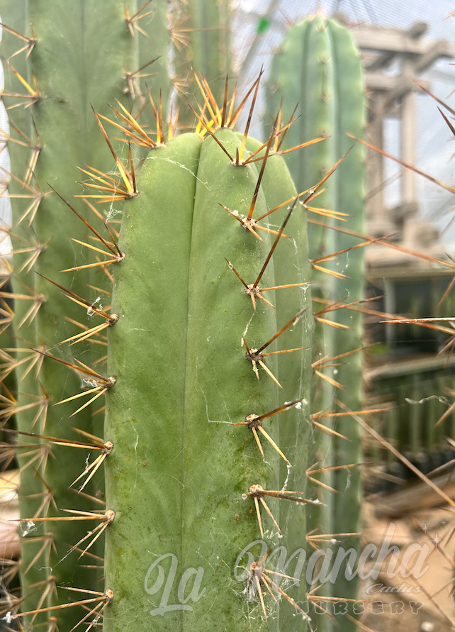 San Pedro Cactus - Trichocereus Riomizquensis BK 10 512.1-b