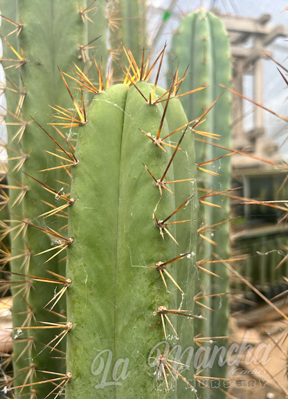 San Pedro Cactus - Trichocereus Riomizquensis BK 10 512.1-b