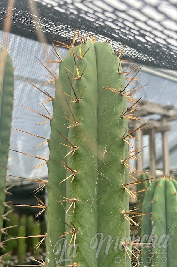 San Pedro Cactus - Trichocereus Riomizquensis BK 10 512.1-b