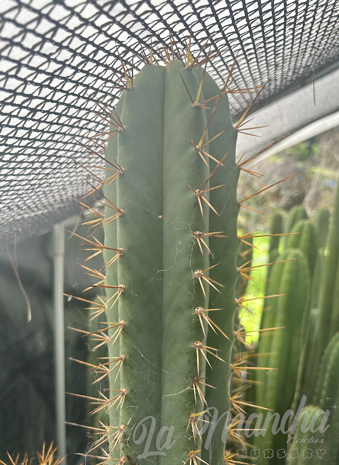 San Pedro Cactus - Trichocereus Riomizquensis BK 10 512.1-b