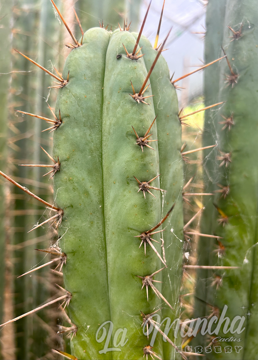 San Pedro Cactus Trichocereus - Bruce x Sausage