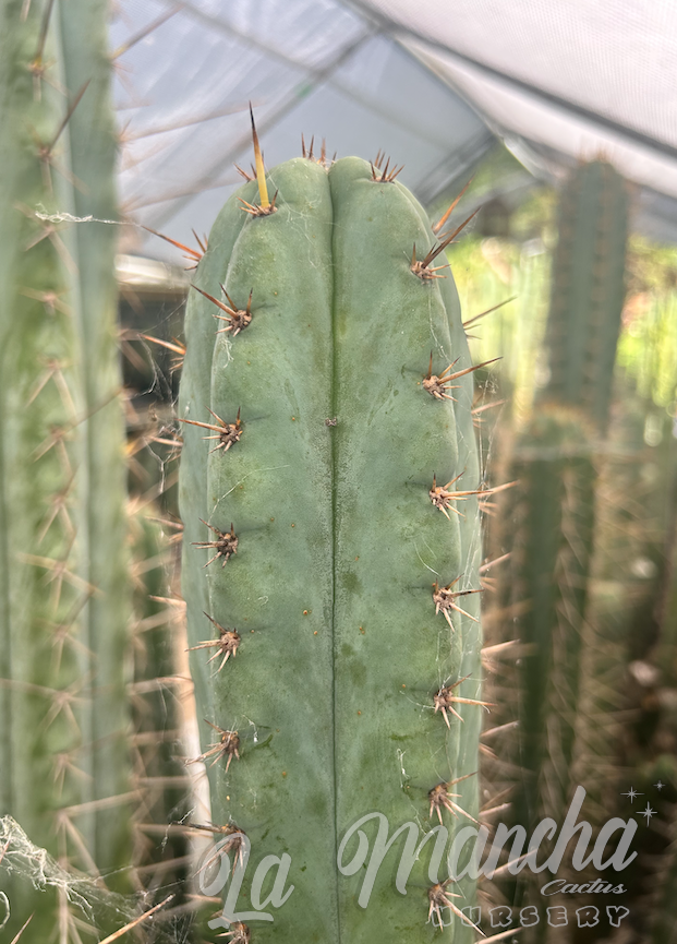 San Pedro Cactus Trichocereus - Bruce x Sausage