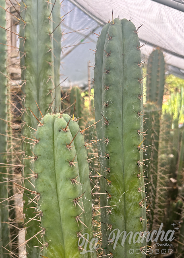 San Pedro Cactus Trichocereus - Bruce x Sausage