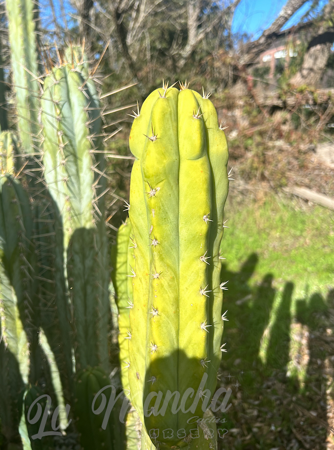 San Pedro Cactus - Trichocereus Sausage x Trichocereus Bruce