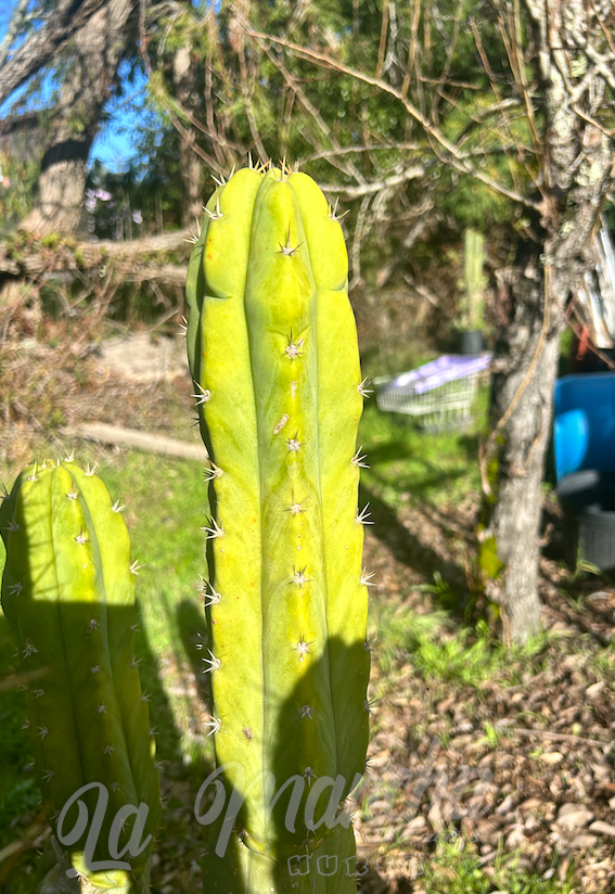 San Pedro Cactus - Trichocereus Sausage x Trichocereus Bruce