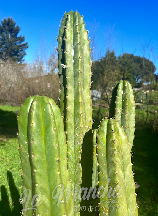 San Pedro Cactus -Trichocereus Pachanoi  PC