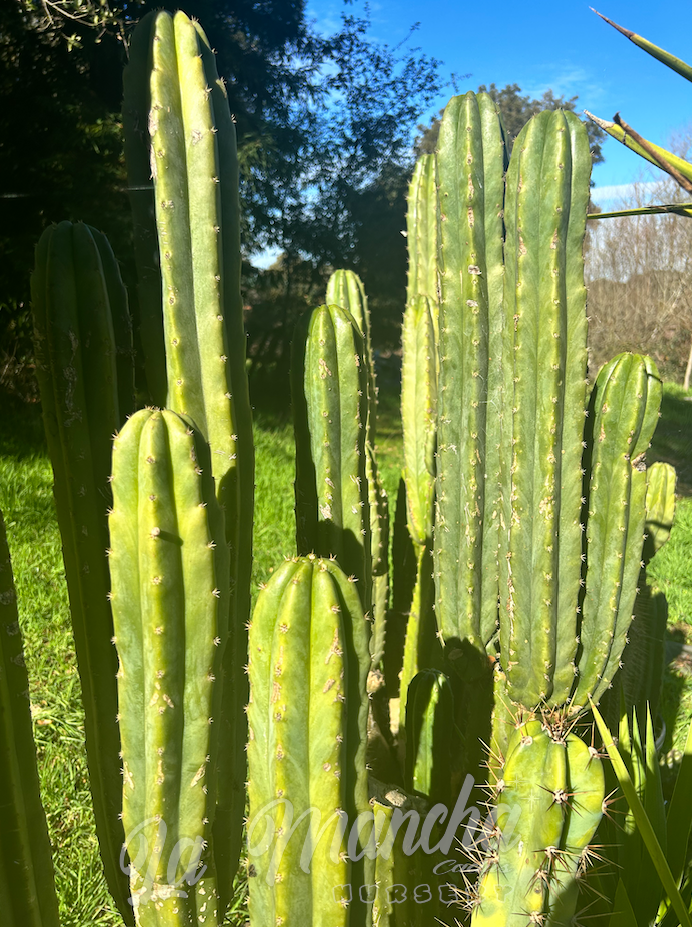 San Pedro Cactus -Trichocereus Pachanoi  PC