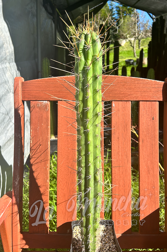 San Pedro Cactus - Trichocereus Tulahuayacensis