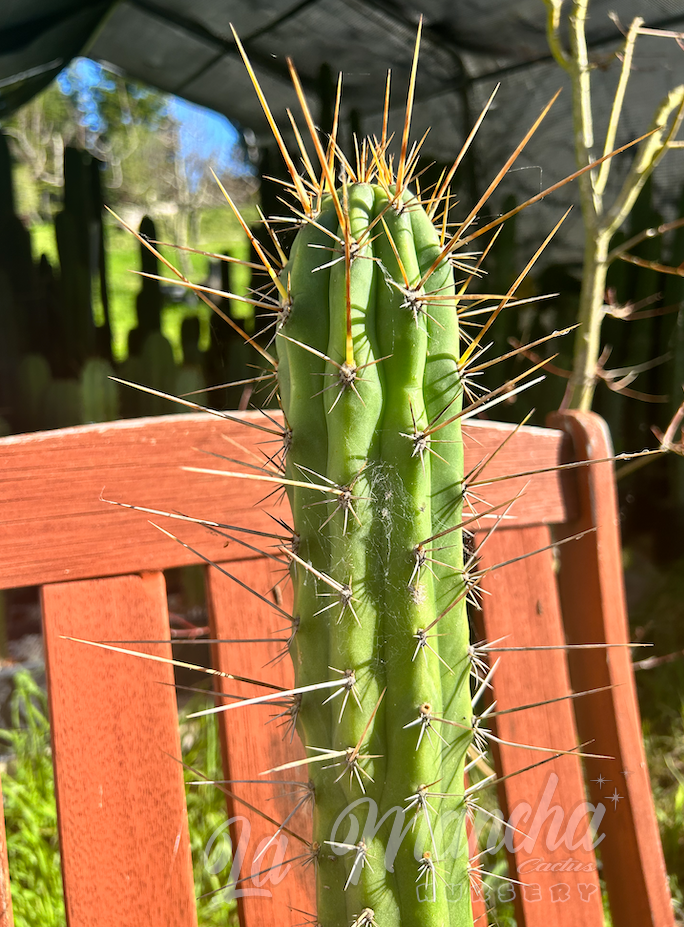 San Pedro Cactus - Trichocereus Tulahuayacensis