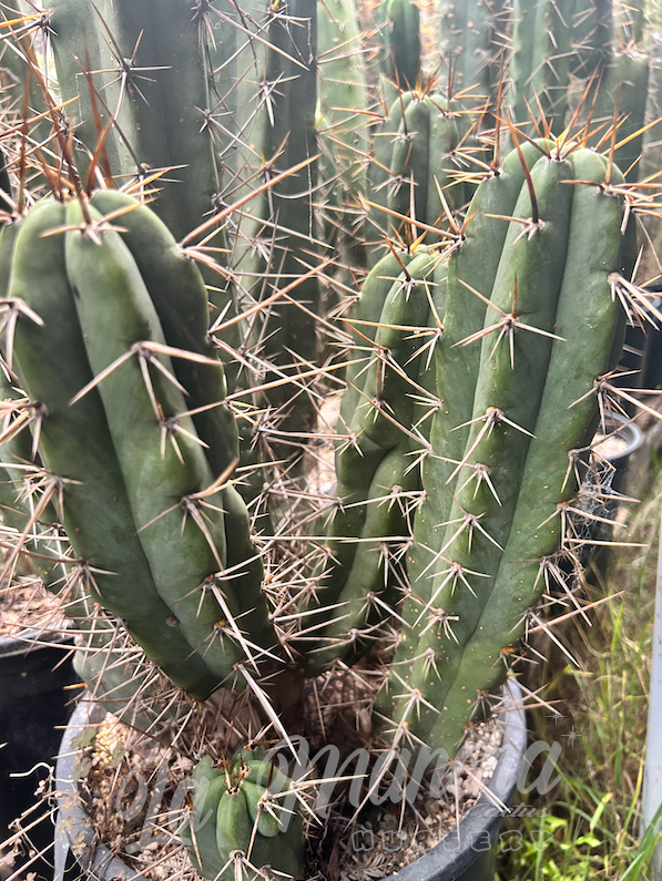 San Pedro Cactus - Trichocereus Tulahuayacensis KK377 x T. Bridgessii