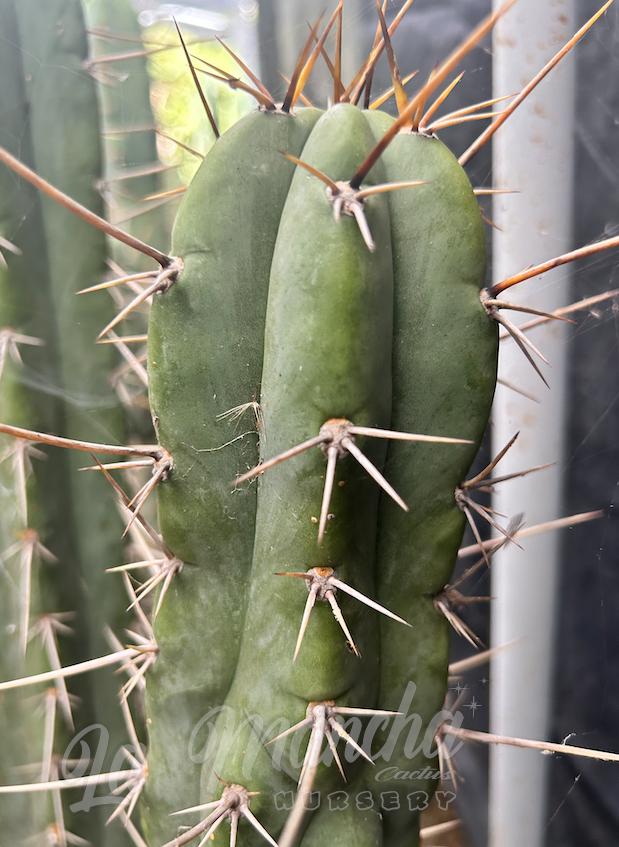 San Pedro Cactus - Trichocereus Tulahuayacensis KK377 x T. Bridgessii