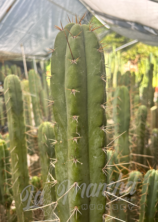 San Pedro Cactus - Trichocereus Tulahuayacensis KK377 x T. Bridgessii