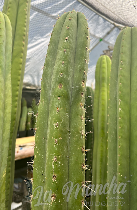 San Pedro Cactus - Trichocereus Pachanoi Torres and Torres