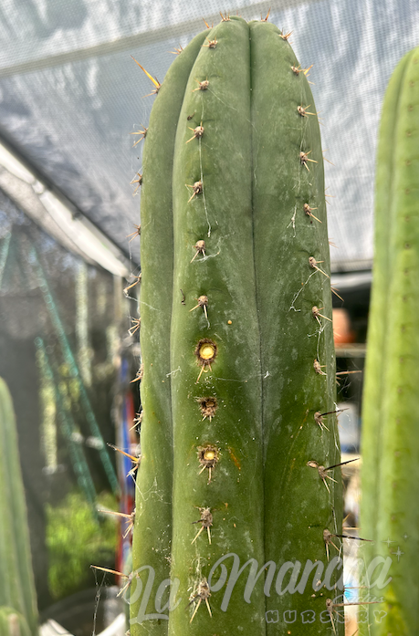 San Pedro Cactus - Trichocereus Pachanoi Torres and Torres