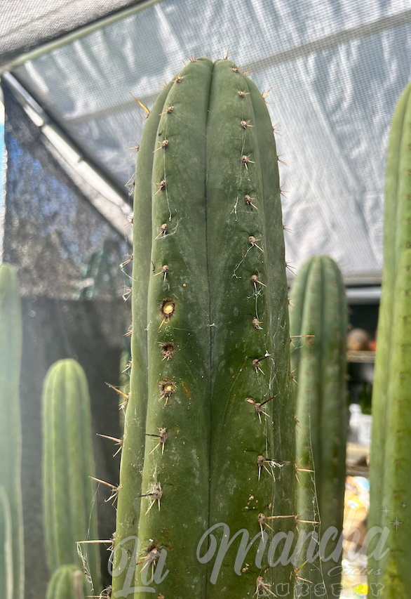 San Pedro Cactus - Trichocereus Pachanoi Torres and Torres