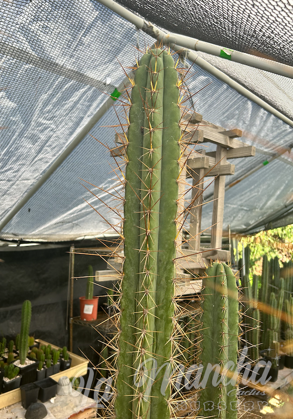 San Pedro Cactus - Trichocereus Playa Bonita