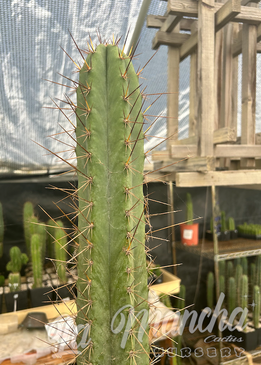 San Pedro Cactus - Trichocereus Playa Bonita