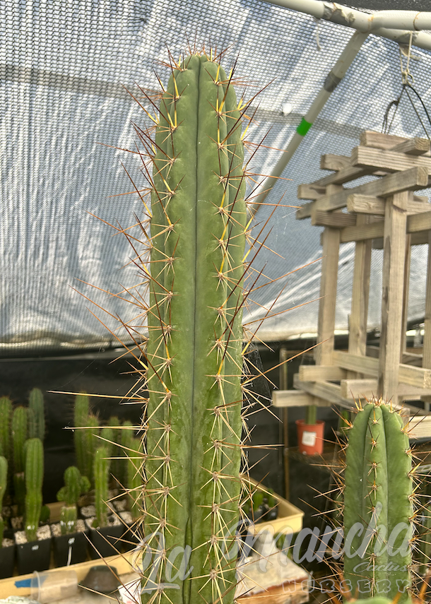 San Pedro Cactus - Trichocereus Playa Bonita