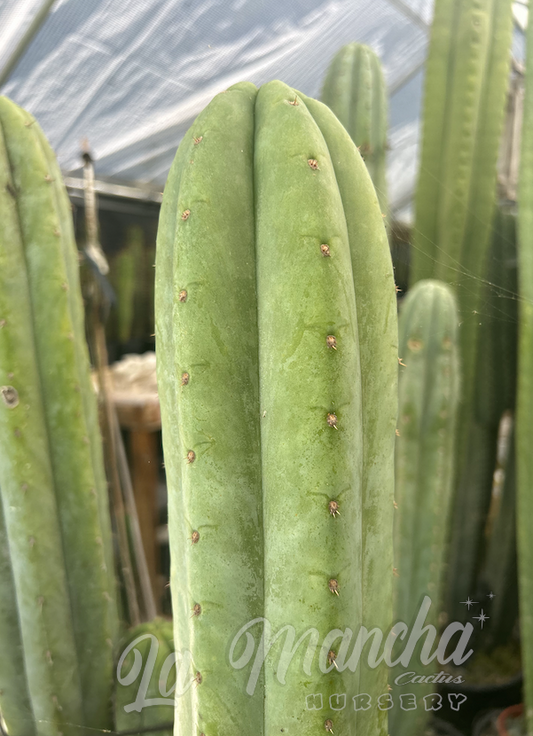 San Pedro Cactus - Trichocereus Pachanoi KK 339