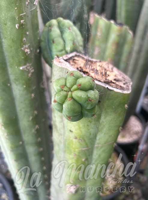 San Pedro Cactus - Trichocereus Pachanoi KK 339