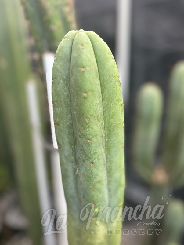 San Pedro Cactus - Trichocereus Pachanoi KK 339