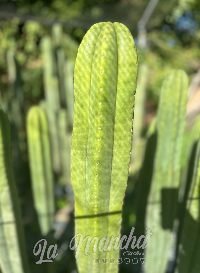 San Pedro Cactus - Trichocereus Huanucoensis x Scopulicola