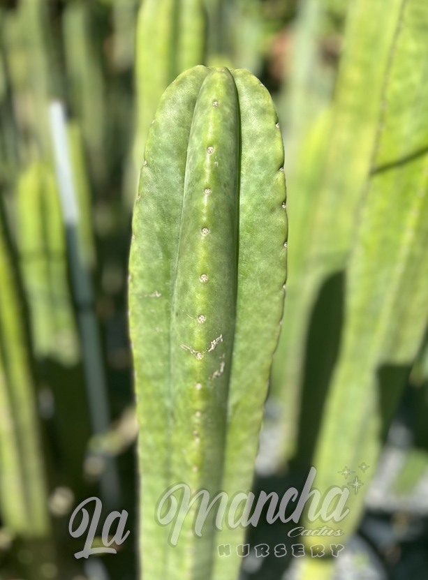 San Pedro Cactus - Trichocereus Huanucoensis x Scopulicola