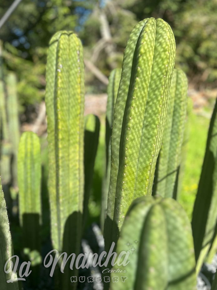 San Pedro Cactus - Trichocereus Huanucoensis x Scopulicola