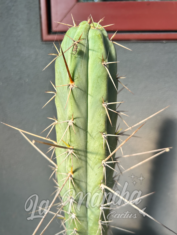 San Pedro Cactus - Trichocereus Claude x Lumberjack