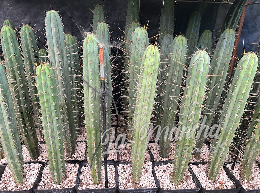 San Pedro Cactus - Trichocereus Claude x Lumberjack