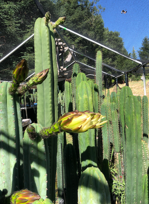 San Pedro Cactus Seeds - Scopulicola OP  2022